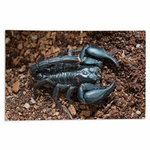 Black Scorpion On The Ground Rugs 83513977
