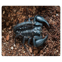 Black Scorpion On The Ground Rugs 83514178