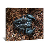 Black Scorpion On The Ground Wall Art 83514178