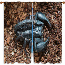 Black Scorpion On The Ground Window Curtains 83513977