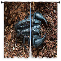 Black Scorpion On The Ground Window Curtains 83514178