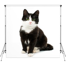 Black & White Cat Backdrops 61710255