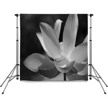 Black & White Water Lily Backdrops 31597906
