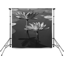 Black & White Water Lily Backdrops 31604434