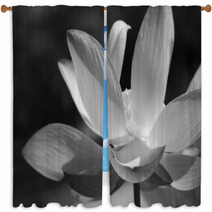 Black & White Water Lily Window Curtains 31597906