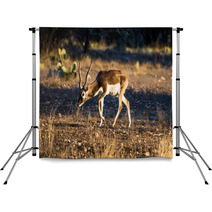 Blackbuck Antelope In The Sunlight Backdrops 92462756
