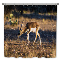 Blackbuck Antelope In The Sunlight Bath Decor 92462756