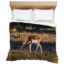 Blackbuck Antelope In The Sunlight Bedding 92462756