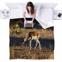 Blackbuck Antelope In The Sunlight Blankets 92462756