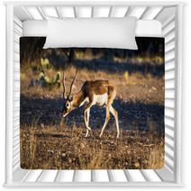 Blackbuck Antelope In The Sunlight Nursery Decor 92462756