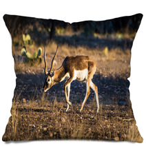 Blackbuck Antelope In The Sunlight Pillows 92462756
