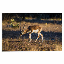 Blackbuck Antelope In The Sunlight Rugs 92462756