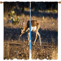 Blackbuck Antelope In The Sunlight Window Curtains 92462756