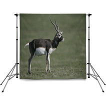 Blackbuck, Antilope Cervicapra Backdrops 57328477
