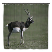 Blackbuck, Antilope Cervicapra Bath Decor 57328477