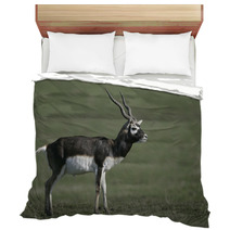 Blackbuck, Antilope Cervicapra Bedding 57328477