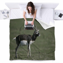 Blackbuck, Antilope Cervicapra Blankets 57328477