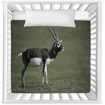 Blackbuck, Antilope Cervicapra Nursery Decor 57328477