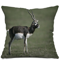 Blackbuck, Antilope Cervicapra Pillows 57328477