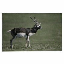 Blackbuck, Antilope Cervicapra Rugs 57328477