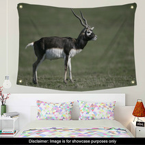 Blackbuck, Antilope Cervicapra Wall Art 57328477
