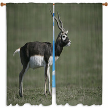 Blackbuck, Antilope Cervicapra Window Curtains 57328477