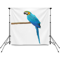 Blue And Gold Macaw Aviary Backdrops 64273973
