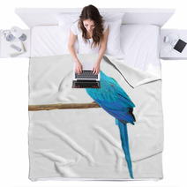 Blue And Gold Macaw Aviary Blankets 64273973
