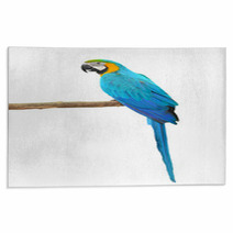 Blue And Gold Macaw Aviary Rugs 64273973