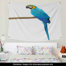 Blue And Gold Macaw Aviary Wall Art 64273973