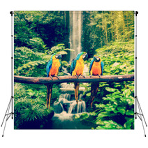 Blue-and-Yellow Macaw Backdrops 72652792