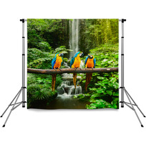 Blue and Yellow Macaw In A Rainforest Backdrops 51933543
