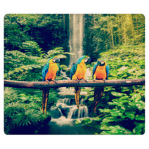 Blue-and-Yellow Macaw Rugs 72652792