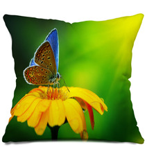 Blue Butterfly Pillows 41974833
