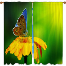 Blue Butterfly Window Curtains 41974833