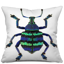 Blue Exotic Beetle Eupholus Magnificus Isolated On White Pillows 63078919