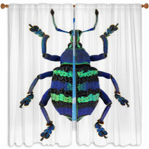 Blue Exotic Beetle Eupholus Magnificus Isolated On White Window Curtains 63078919