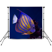 Bluering Angelfish Backdrops 51515042