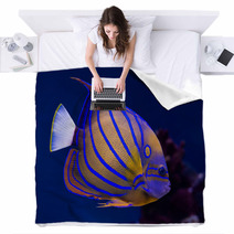 Bluering Angelfish Blankets 51515042