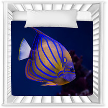 Bluering Angelfish Nursery Decor 51515042