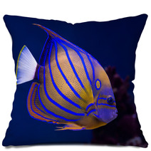 Bluering Angelfish Pillows 51515042