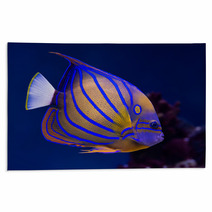 Bluering Angelfish Rugs 51515042
