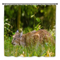 Bobcat Hunting In A Forest In Summer Time Bath Decor 95792317