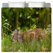 Bobcat Hunting In A Forest In Summer Time Bedding 95792317