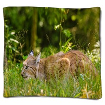 Bobcat Hunting In A Forest In Summer Time Blankets 95792317