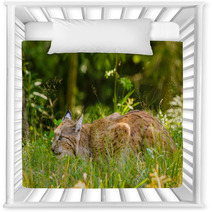 Bobcat Hunting In A Forest In Summer Time Nursery Decor 95792317