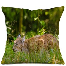 Bobcat Hunting In A Forest In Summer Time Pillows 95792317