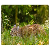 Bobcat Hunting In A Forest In Summer Time Rugs 95792317