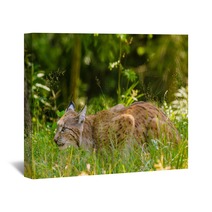 Bobcat Hunting In A Forest In Summer Time Wall Art 95792317