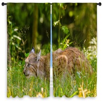 Bobcat Hunting In A Forest In Summer Time Window Curtains 95792317